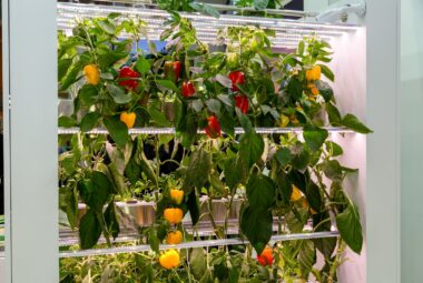 Red, yello and orange hydroponic peppers growing in a hydroponic garden.