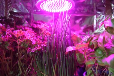 Several varieties of hydroponic herbs growing under a intesnse LED light