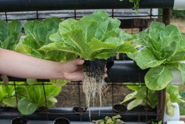 Homemade DIY hydroponics lettuce system.