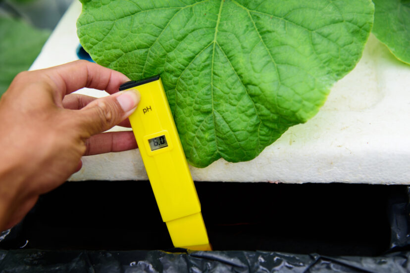 A meter being used for pH management in a hydroponic system